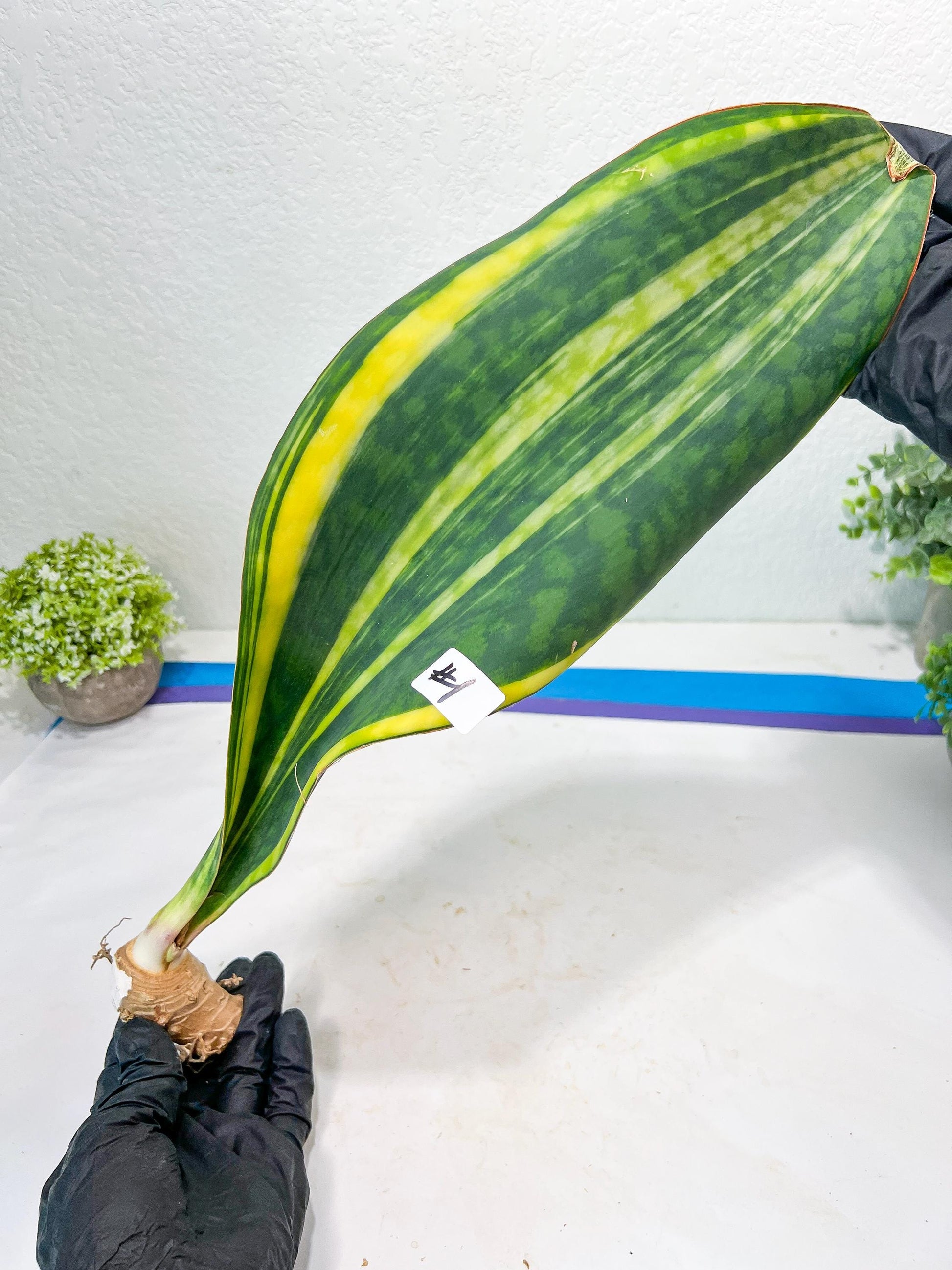 Sansevieria Masoniana Congo #1 | Imported Plants