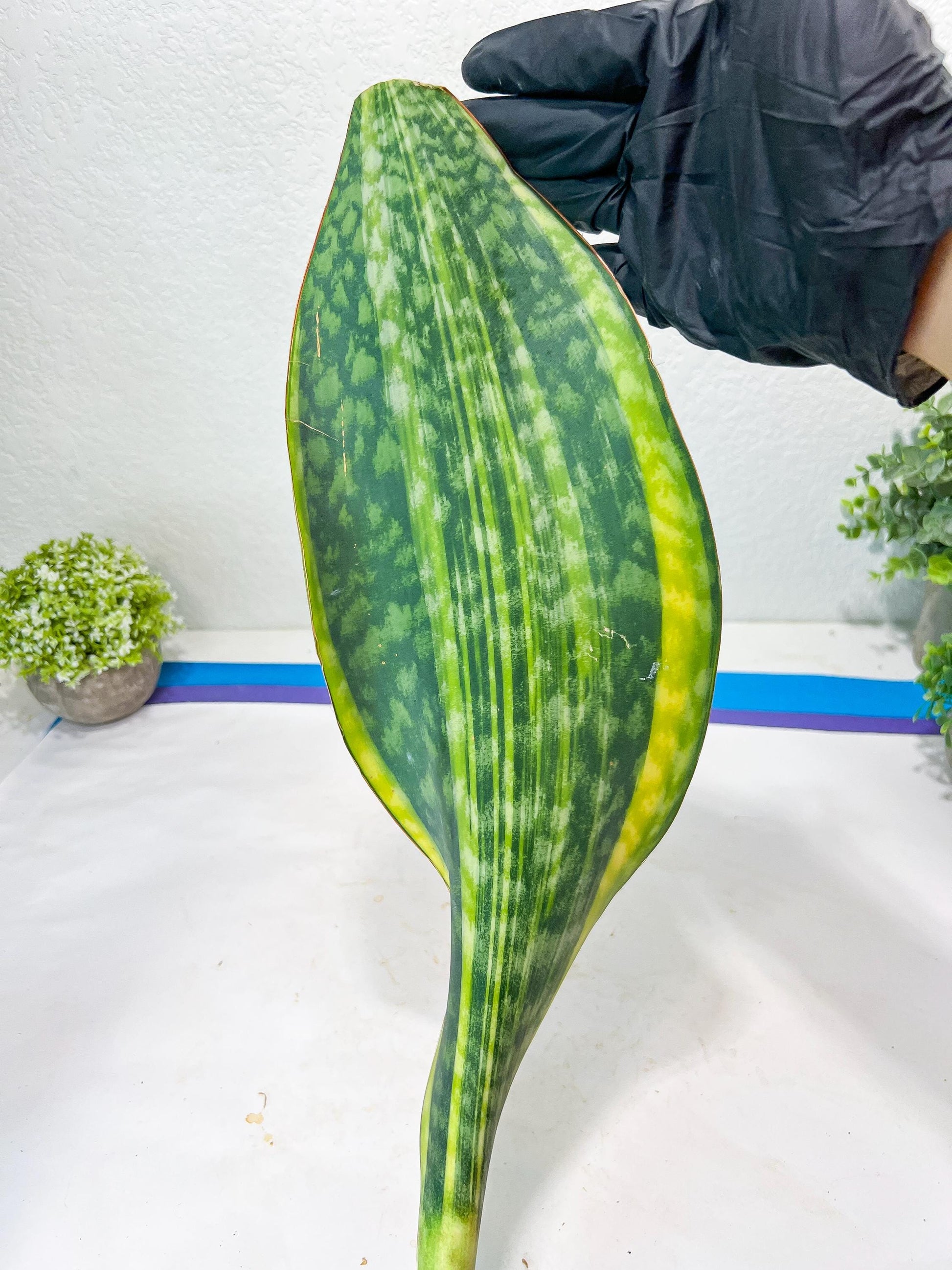 Sansevieria Masoniana Congo #1 | Imported Plants
