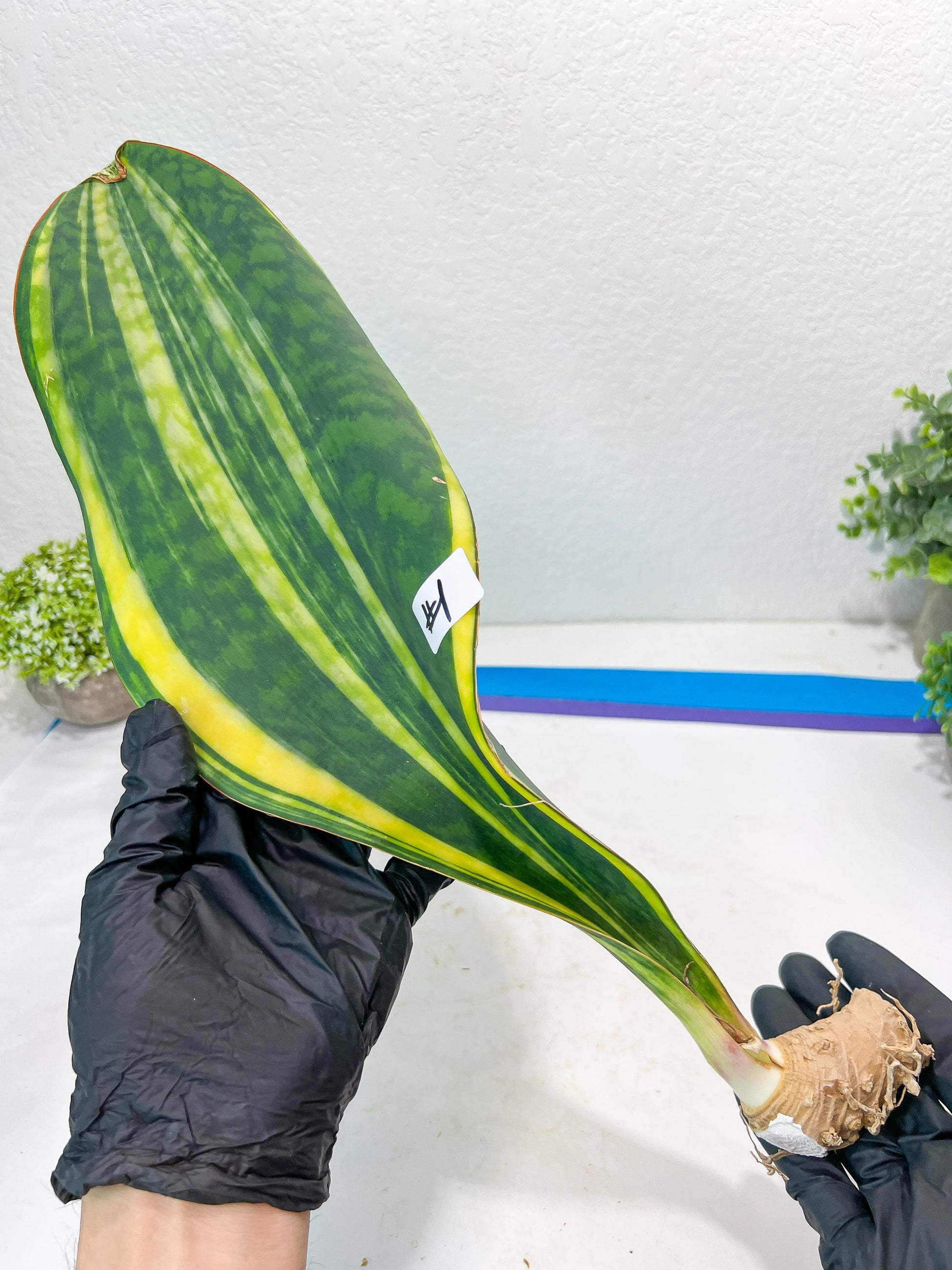 Sansevieria Masoniana Congo #1 | Imported Plants