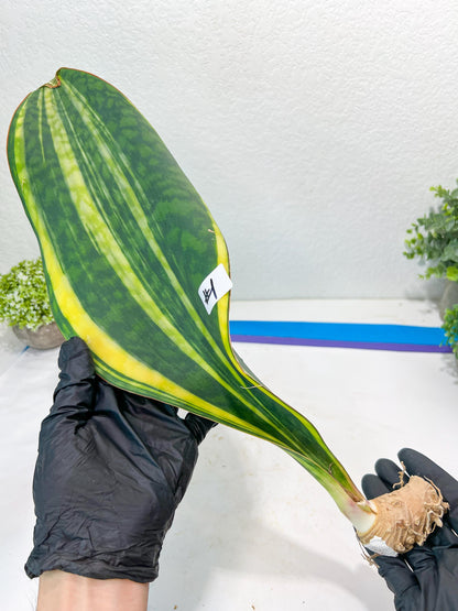 Sansevieria Masoniana Congo #1 | Imported Plants
