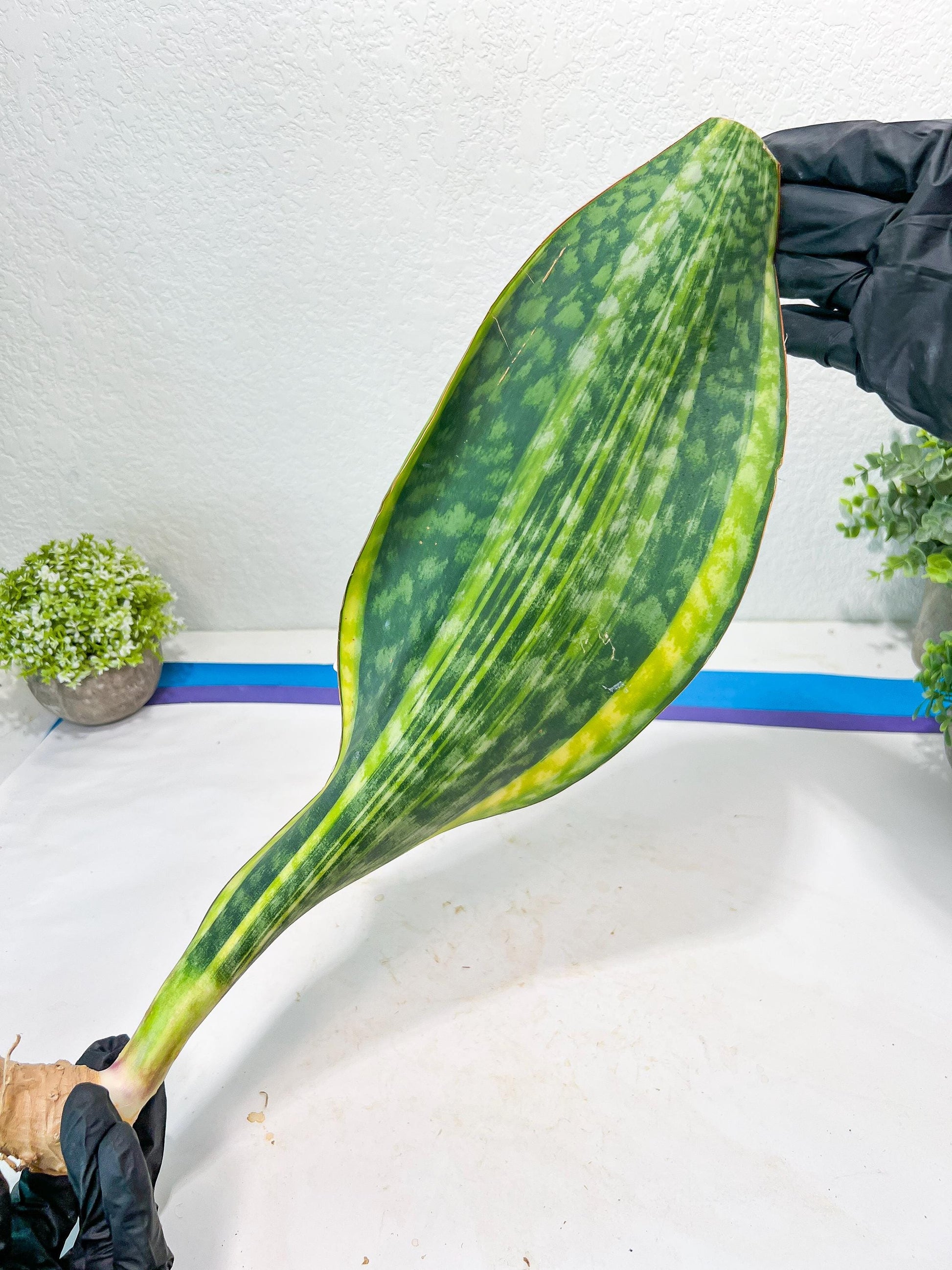 Sansevieria Masoniana Congo #1 | Imported Plants