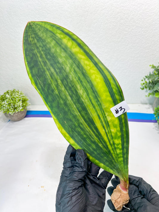 Sansevieria Masoniana CongoVar #3 | Imported Plants