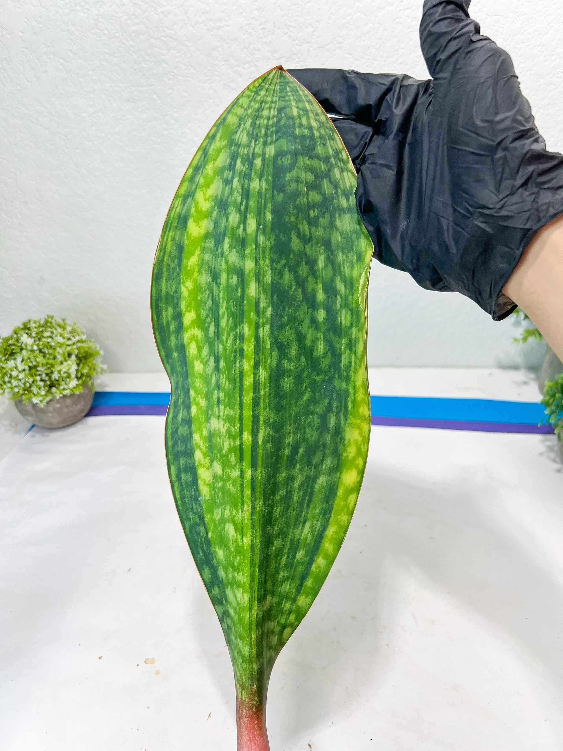Sansevieria Masoniana CongoVar #3 | Imported Plants