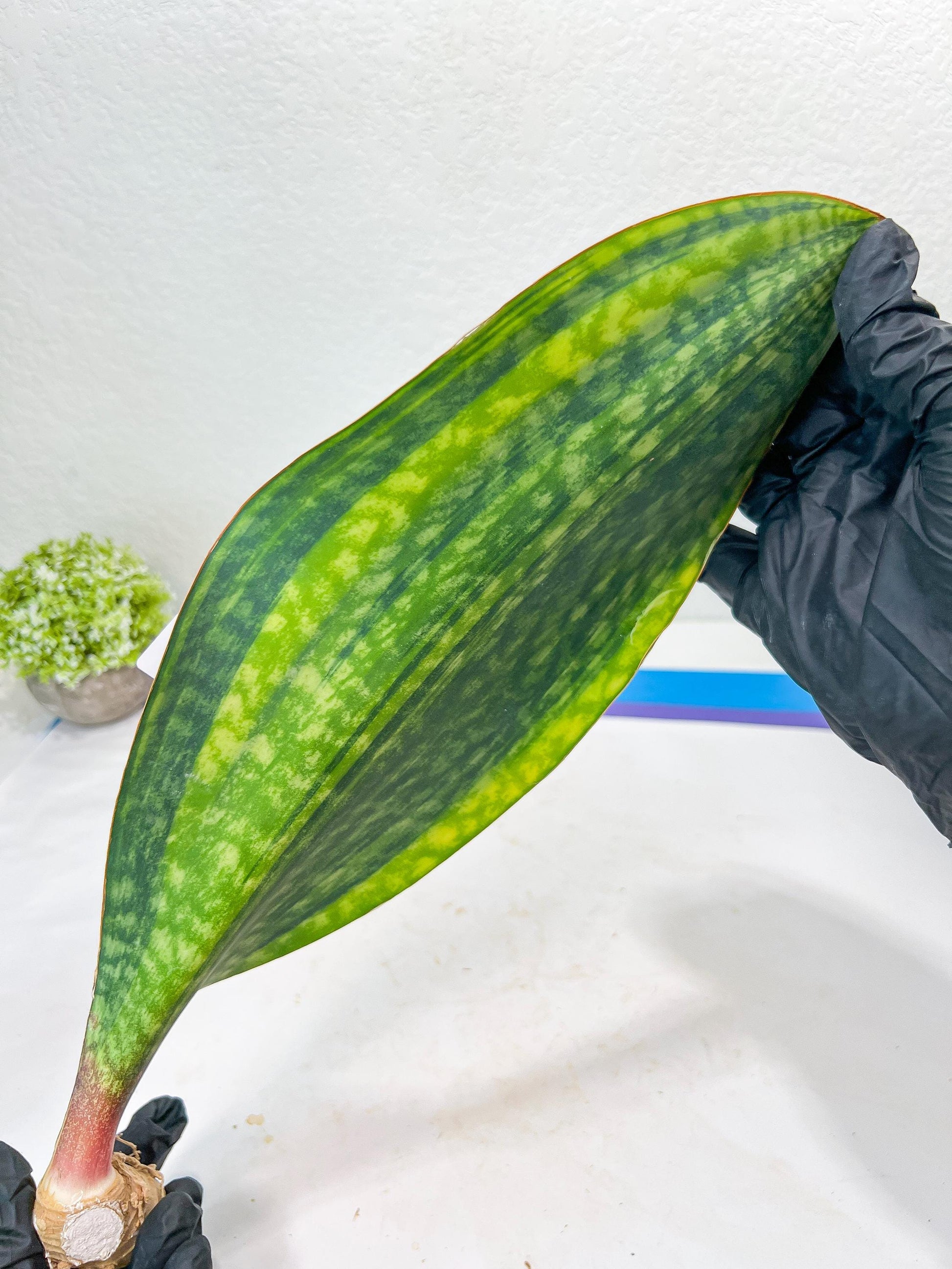 Sansevieria Masoniana CongoVar #3 | Imported Plants