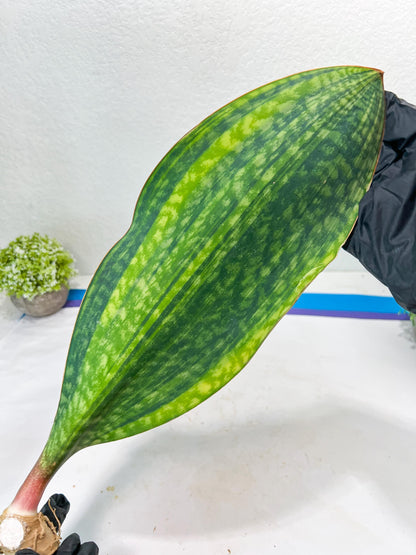 Sansevieria Masoniana CongoVar #3 | Imported Plants