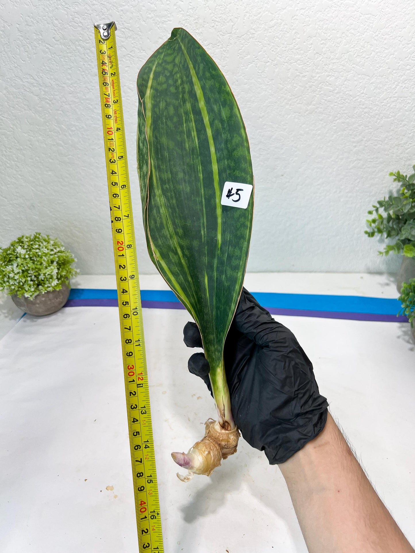 Sansevieria Masoniana Congo Var #5 | Imported Plants