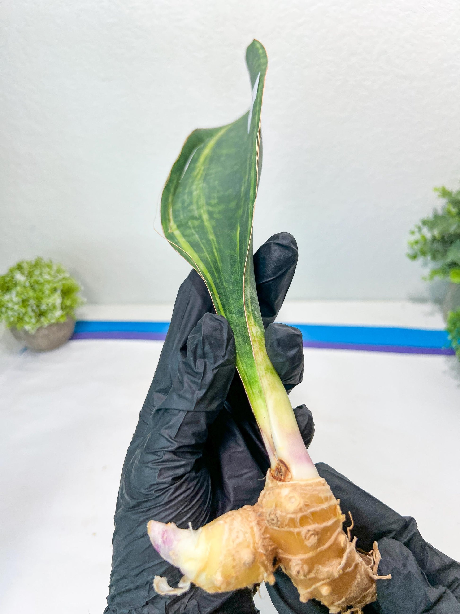 Sansevieria Masoniana Congo Var #5 | Imported Plants