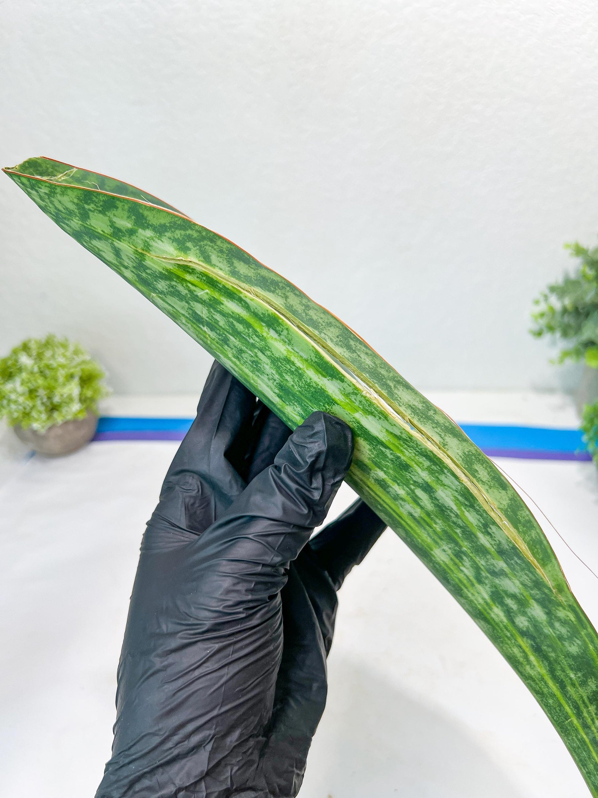 Sansevieria Masoniana Congo Var #5 | Imported Plants