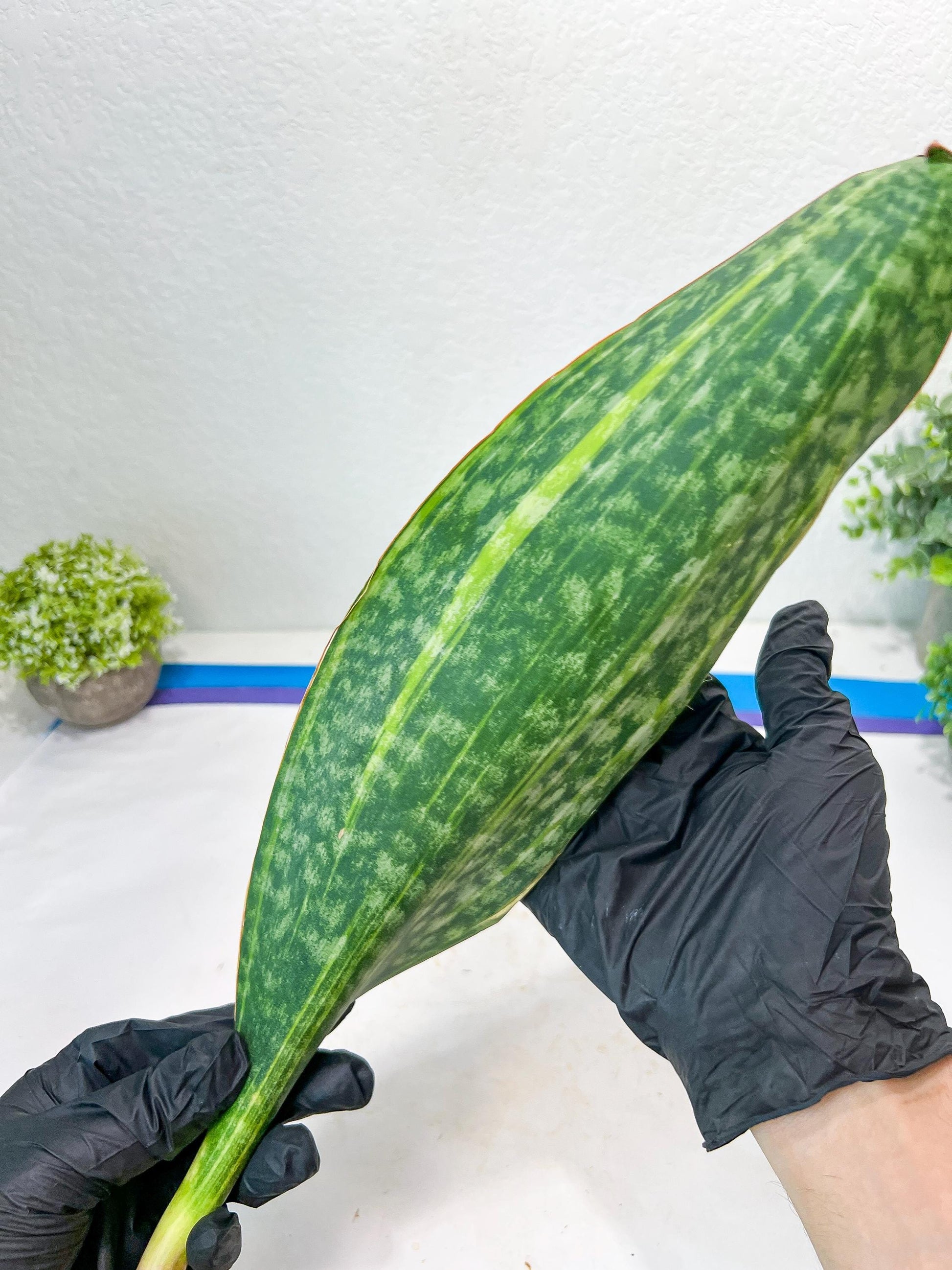 Sansevieria Masoniana Congo Var #5 | Imported Plants