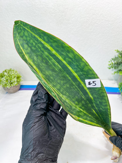 Sansevieria Masoniana Congo Var #5 | Imported Plants