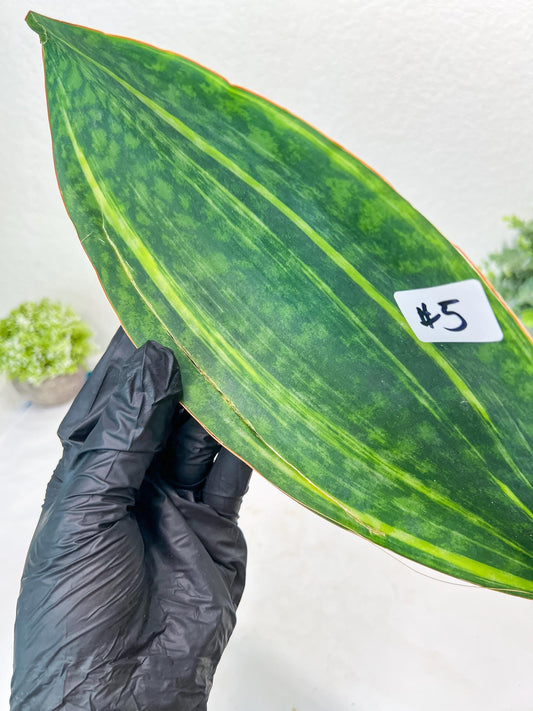 Sansevieria Masoniana Congo Var #5 | Imported Plants