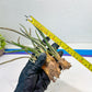 Caput Medusae | Imported Cactus | Rare Succulent