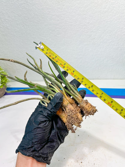 Caput Medusae | Imported Cactus | Rare Succulent