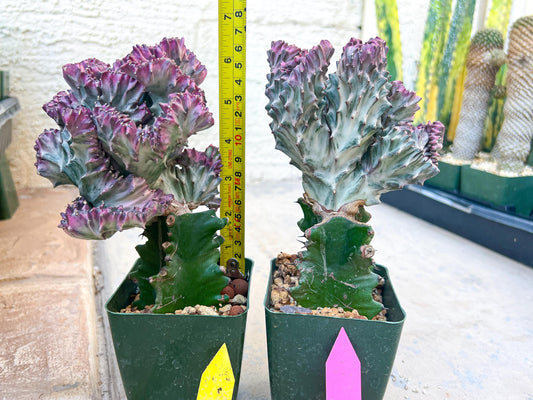 Large Lactea Crested Grafted More Pink | Imported Cactus | Rare Succulent