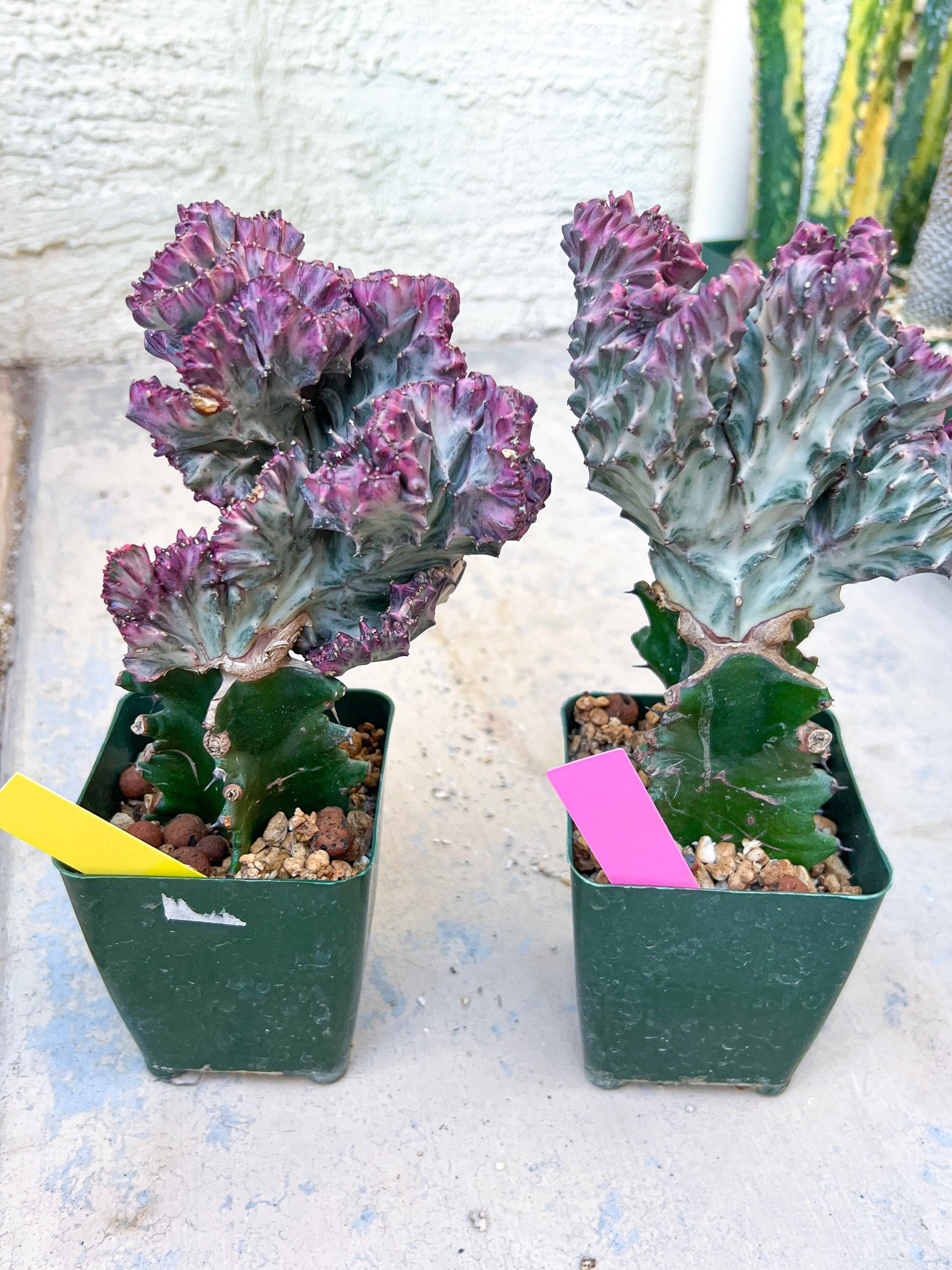 Large Lactea Crested Grafted More Pink | Imported Cactus | Rare Succulent