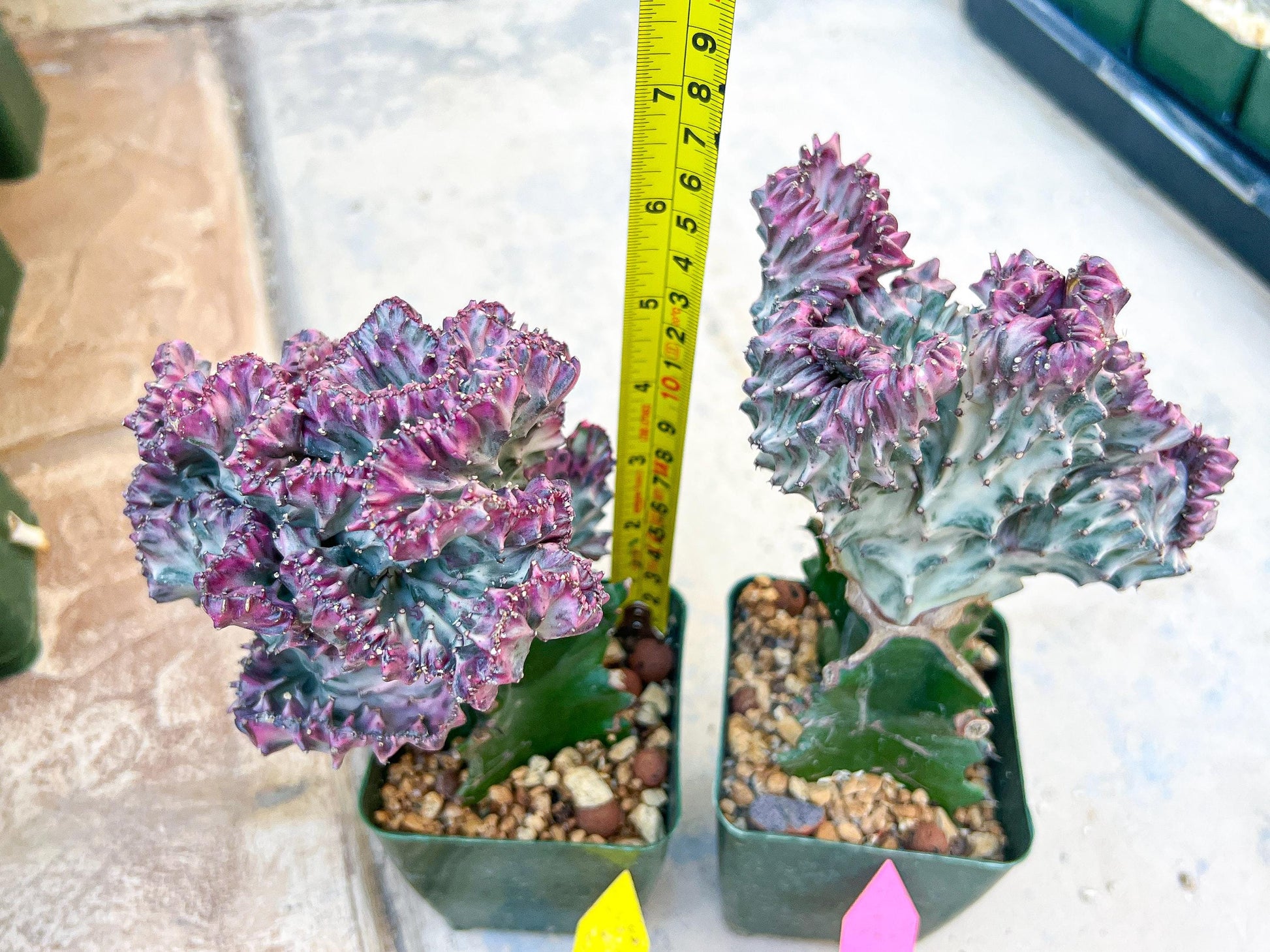 Large Lactea Crested Grafted More Pink | Imported Cactus | Rare Succulent