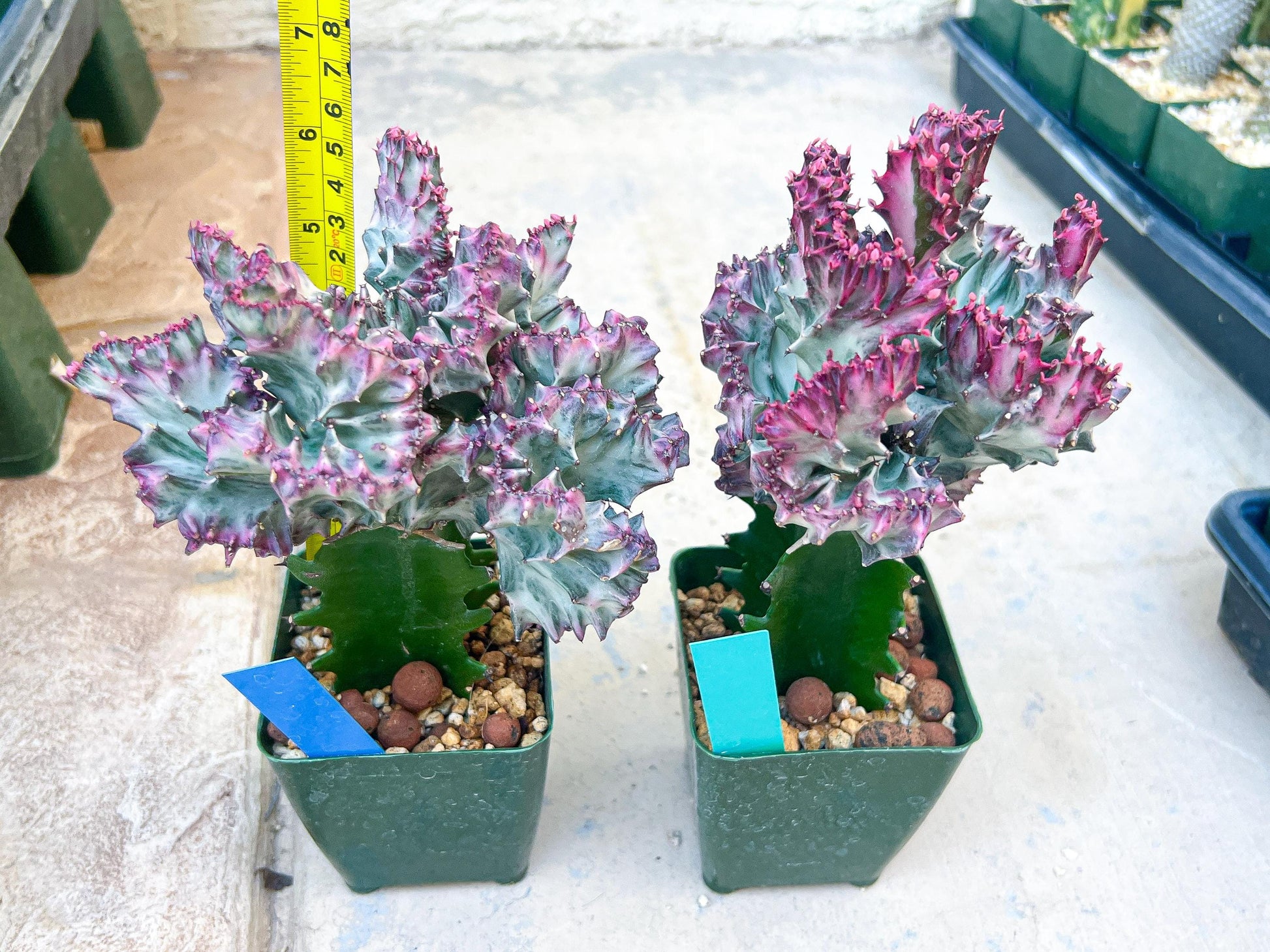 Large Lactea Crested Grafted (Blue) | You get the exact Plant!!!!
