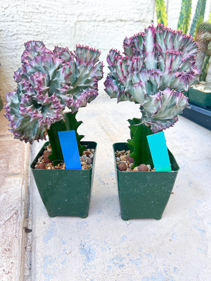 Large Lactea Crested Grafted More Pink | Imported Cactus | Rare Succulent