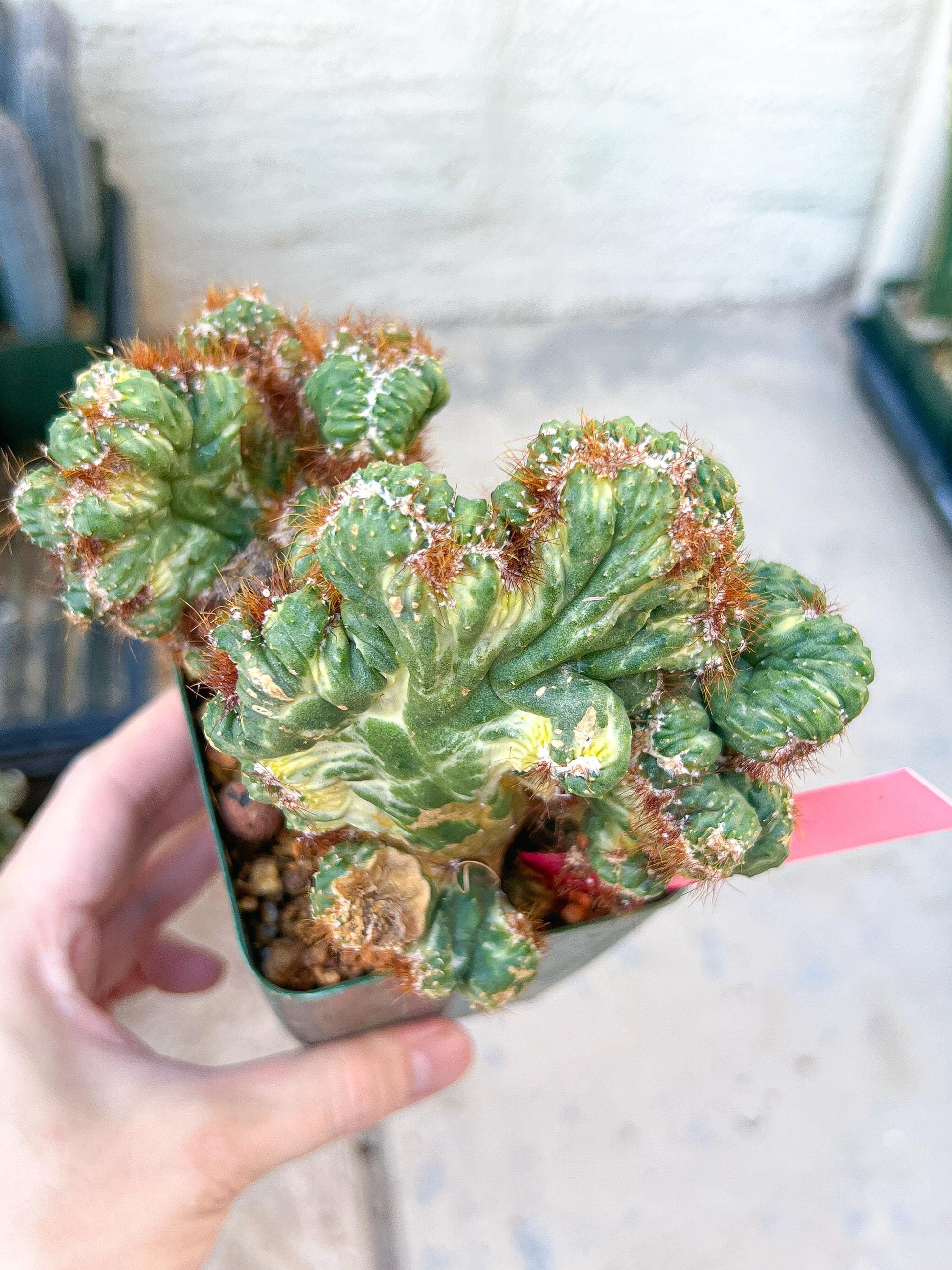 Cereus Forbesii Monstrose Variegated | Imported Cactus | Rare Succulent