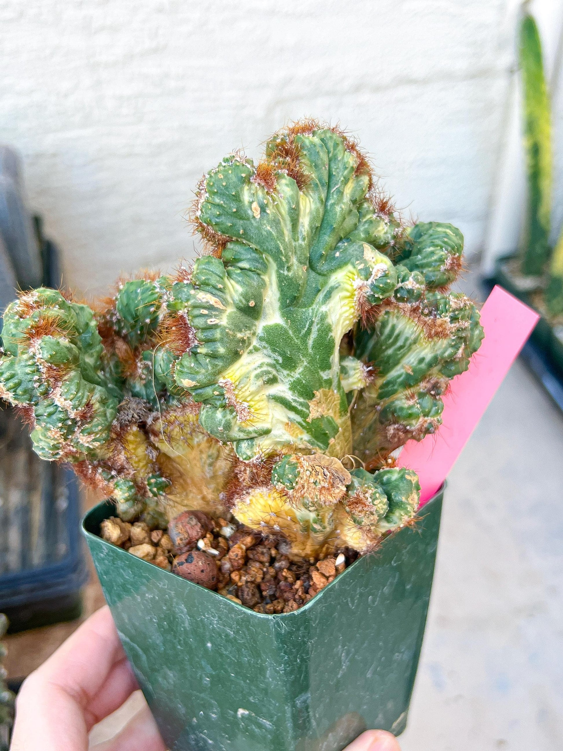 Cereus Forbesii Monstrose Variegated | Imported Cactus | Rare Succulent