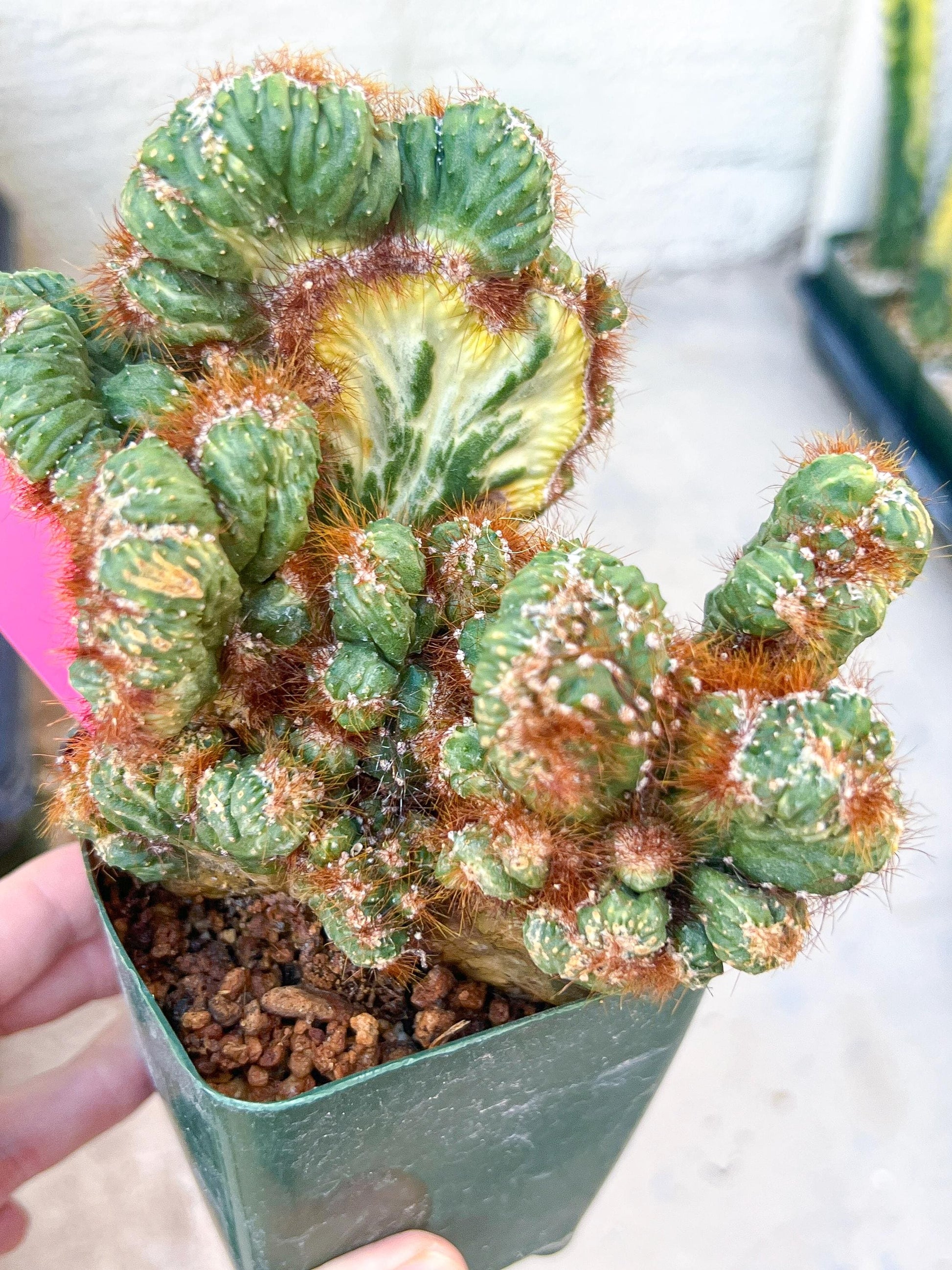Cereus Forbesii Monstrose Variegated | Imported Cactus | Rare Succulent