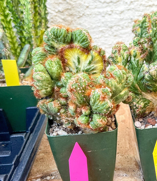 Cereus Forbesii Monstrose Variegated | Imported Cactus | Rare Succulent