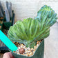 Myrtillocactus Geometrizans Crested | Imported Cactus
