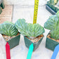 Myrtillocactus Geometrizans Crested | Imported Cactus