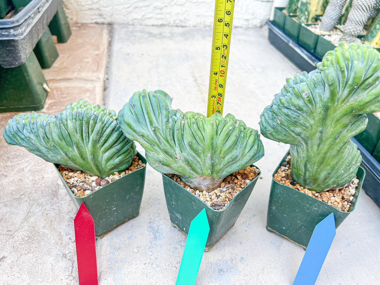 Myrtillocactus Geometrizans Crested | Imported Cactus