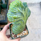 Myrtillocactus Geometrizans Crested | Imported Cactus