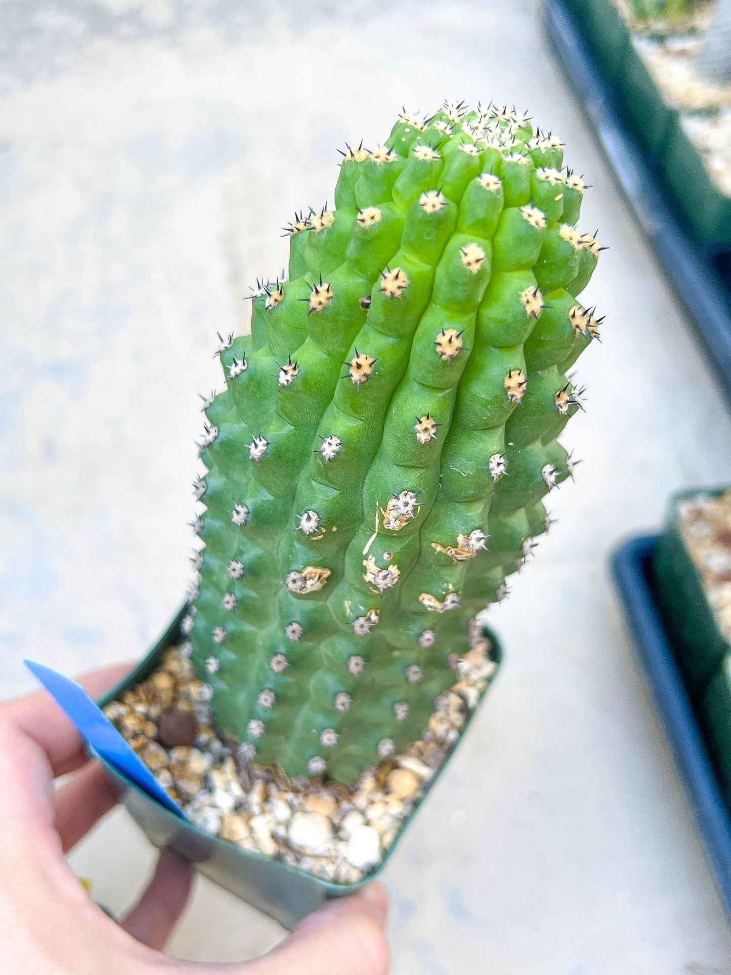 Trichocereus harrissima aka Trichocereus brevispinulosus | Imported