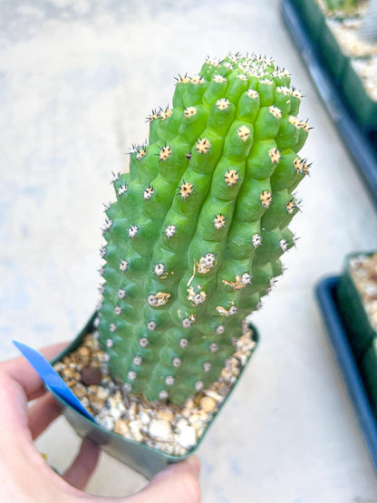 Trichocereus harrissima aka Trichocereus brevispinulosus | Imported