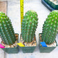 Trichocereus harrissima aka Trichocereus brevispinulosus | Imported