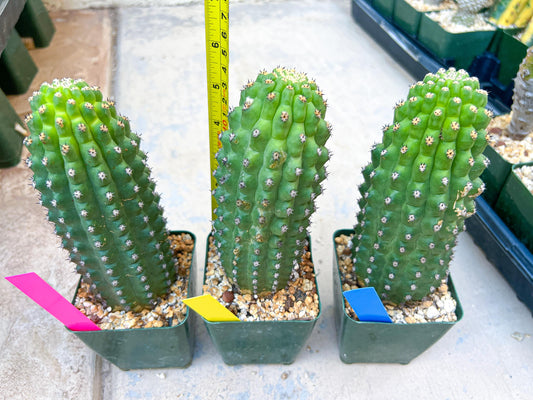 Trichocereus harrissima aka Trichocereus brevispinulosus | Imported