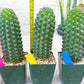 Trichocereus harrissima aka Trichocereus brevispinulosus | Imported