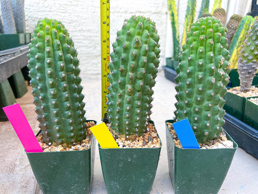 Trichocereus harrissima aka Trichocereus brevispinulosus | Imported