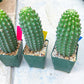 Trichocereus harrissima aka Trichocereus brevispinulosus | Imported