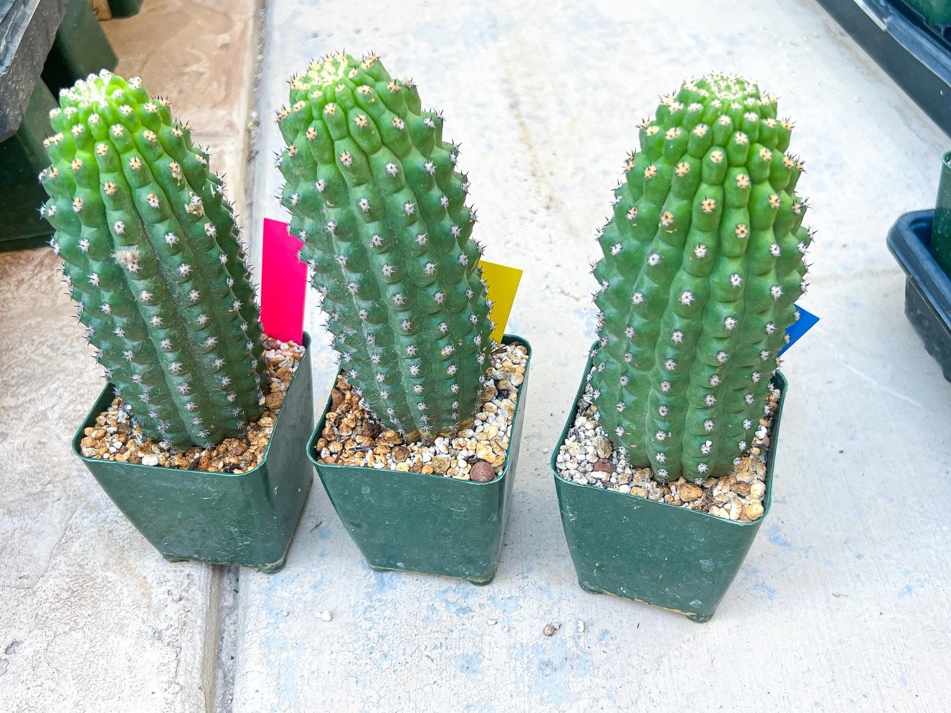 Trichocereus harrissima aka Trichocereus brevispinulosus | Imported