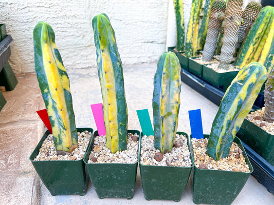 Myrtillocactus Geometrizans f. Variegatus Hort | Imported Cactus