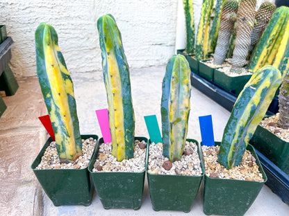 Myrtillocactus Geometrizans f. Variegatus Hort | Imported Cactus