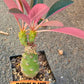 Euphorb pachypodioides | Imported Plants