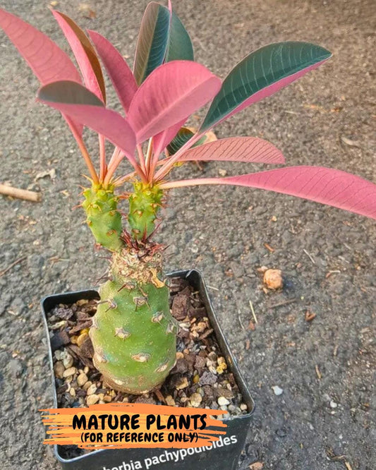 Euphorb pachypodioides | Imported Plants