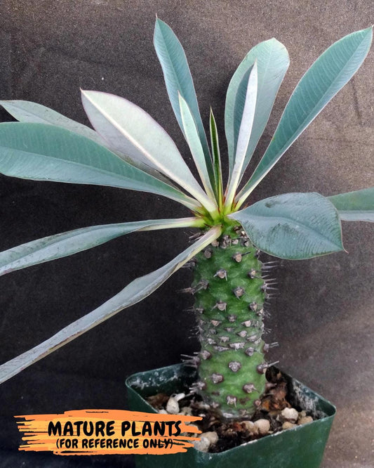 Euphorb pachypodioides | Imported Plants