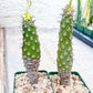 Euphorb pachypodioides | Imported Plants