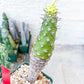 Euphorb pachypodioides | Imported Plants