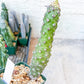 Euphorb pachypodioides | Imported Plants