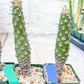 Euphorb pachypodioides | Imported Plants