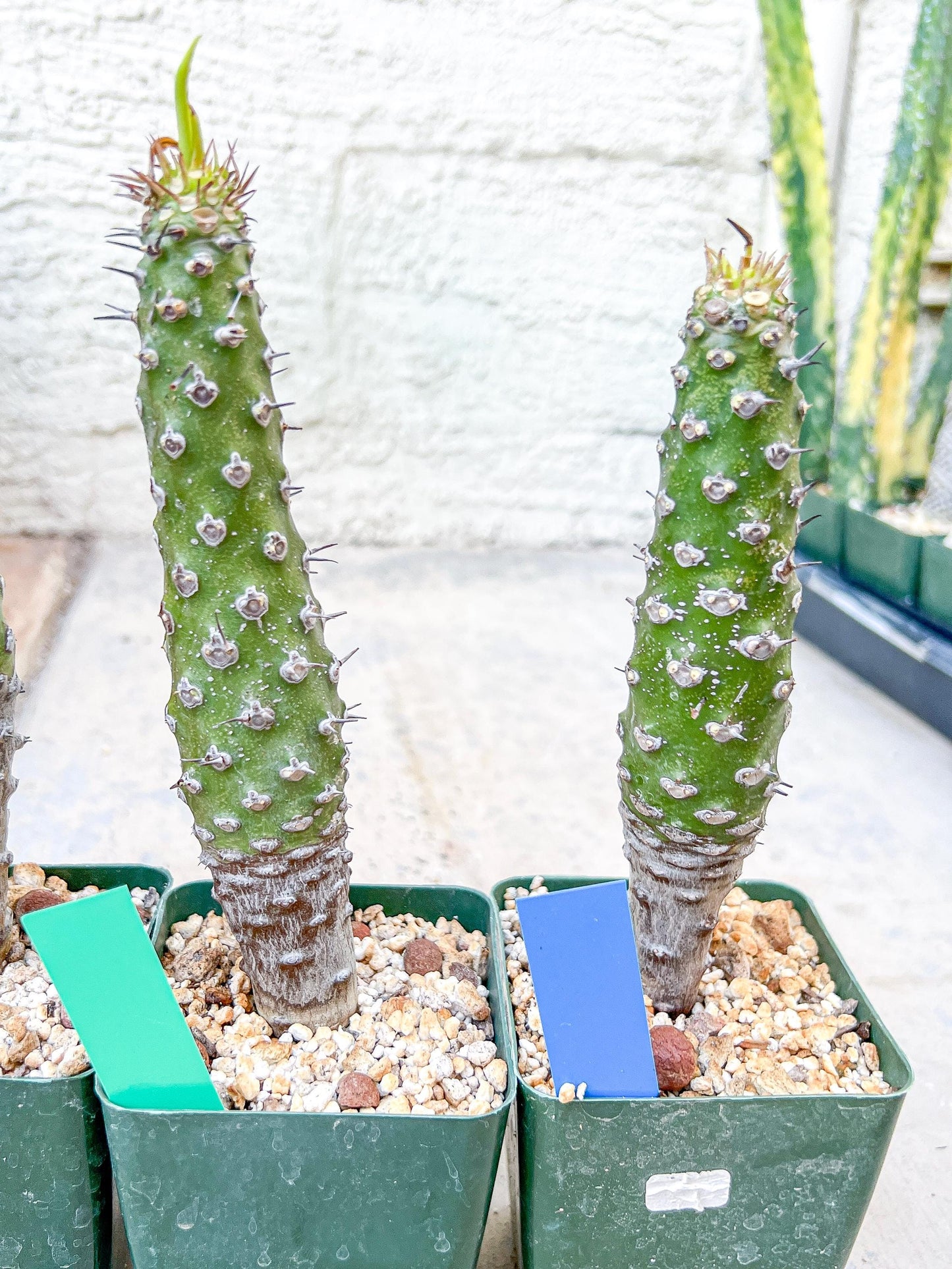 Euphorb pachypodioides | Imported Plants