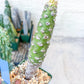 Euphorb pachypodioides | Imported Plants