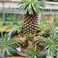 Euphorb Kaimagyoku or Hypogaea | Imported Plants